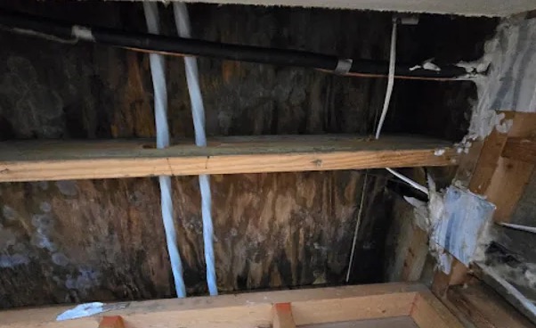 Attic Mold Removal in Prosper, TX